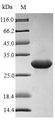 AIMP1 / EMAP II Protein - (Tris-Glycine gel) Discontinuous SDS-PAGE (reduced) with 5% enrichment gel and 15% separation gel.