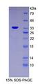 Alpha Fucosidase / FUCA1 Protein - Recombinant Fucosidase Alpha L1, Tissue By SDS-PAGE