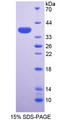 ALPL / Alkaline Phosphatase Protein - Recombinant Alkaline Phosphatase, Liver/Bone/Kidney By SDS-PAGE