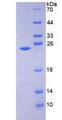 AMBP  Protein - Recombinant Alpha-1-Microglobulin/Bikunin Precursor By SDS-PAGE