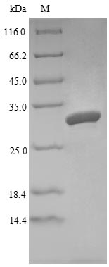 Ang4 Protein - (Tris-Glycine gel) Discontinuous SDS-PAGE (reduced) with 5% enrichment gel and 15% separation gel.