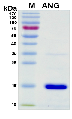 Angiogenin / ANG Protein - SDS-PAGE under reducing conditions and visualized by Coomassie blue staining