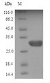 Angiogenin / ANG Protein - (Tris-Glycine gel) Discontinuous SDS-PAGE (reduced) with 5% enrichment gel and 15% separation gel.