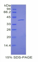 ANGPT4 / Angiopoietin-4 Protein - Recombinant Angiopoietin 4 By SDS-PAGE