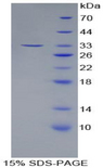 ANGPTL3 Protein - Recombinant Angiopoietin Like Protein 3 By SDS-PAGE