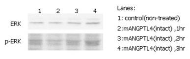ANGPTL4 Protein - ERK phosphorylation induced by hANGPTL4 in THP-1 cells. THP-1 monocyte cells were serum starved for 16 hours and then stimulated with ANGPTL4 (mouse) (rec.) (500ng/ml) for 1, 2 and 3 hours, respectively. Antibodies against pERK1/2 and total ERK1/2 were used for immunoblotting.