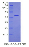 ANGPTL7 / CDT6 Protein - Recombinant Angiopoietin Like Protein 7 By SDS-PAGE