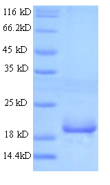 ANGPTL8 / Betatrophin Protein
