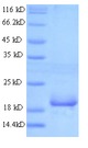 ANGPTL8 / Betatrophin Protein