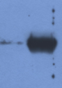 Bovine Ig Light Chain Antibody - Detection of IgG light chain in reduced samples of Fetal Calf Serum (left lane) and Bovine Serum (right lane) by antibody IVA285-1. This antibody is a suitable tool for in-house quality controls of Fetal Calf Serum (Hybridoma Cell Culture grade).