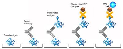 Anti-Cyclic citrullinated peptide antibody ELISA Kit - Sandwich BoundAntigen SampleAb AntigenBiotin AvidHRP TMB