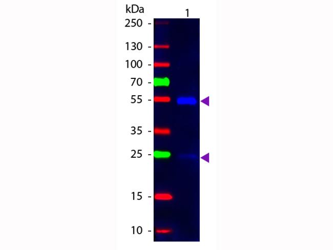 Goat IgG Antibody - Western Blot of Mouse anti-Goat IgG Fluorescein Conjugated Secondary Antibody. Lane 1: Goat IgG. Lane 2: None. Load: 50 ng per lane. Primary antibody: None. Secondary antibody: Fluorescein goat secondary antibody at 1:1,000 for 60 min at RT.