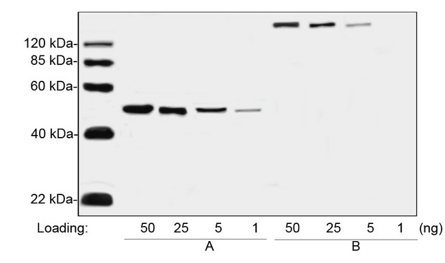 Human IgG Fc Antibody - Western blot analysis of human Fc-tagged protein and human IgG using Human IgG (Fc) Antibody, mAb, Mouse. A: Human Fc-tagged protein B: Human IgG The signal was developed with IRDye TM 800 Conjugated affinity Purified Goat Anti-Mouse IgG.