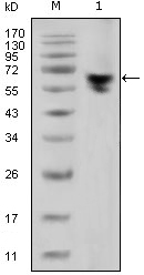 Human IgG Fc Antibody - Western blot using human IgG (Fc specific) mouse monoclonal antibody against human serum (1).