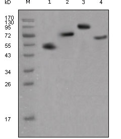Human IgG Fc Antibody - Western blot using human IgG (Fc specific) mouse monoclonal antibody against different fusion proteins with human IgG(Fc specific) tag.