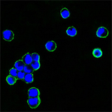 Human IgG Fc Antibody - Confocal immunofluorescence of HEK293 cells transfected with recombinant plasmid with human IgG Fc tag using human IgGFc mouse monoclonal antibody (green). Blue: DRAQ5 fluorescent DNA dye.