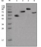 Human IgG Fc Antibody - Western blot of human IgG (Fc specific) mouse mAb against different fusion proteins with human IgG(Fc specific) tag.