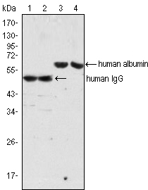 Human IgG Fc Antibody - Western blot using IgG mouse monoclonal antibody (lane 1, 2) and Albumin mouse monoclonal antibody (lane 3, 4) against human serum (lane 1, 3) and plasma (lane 2, 4).