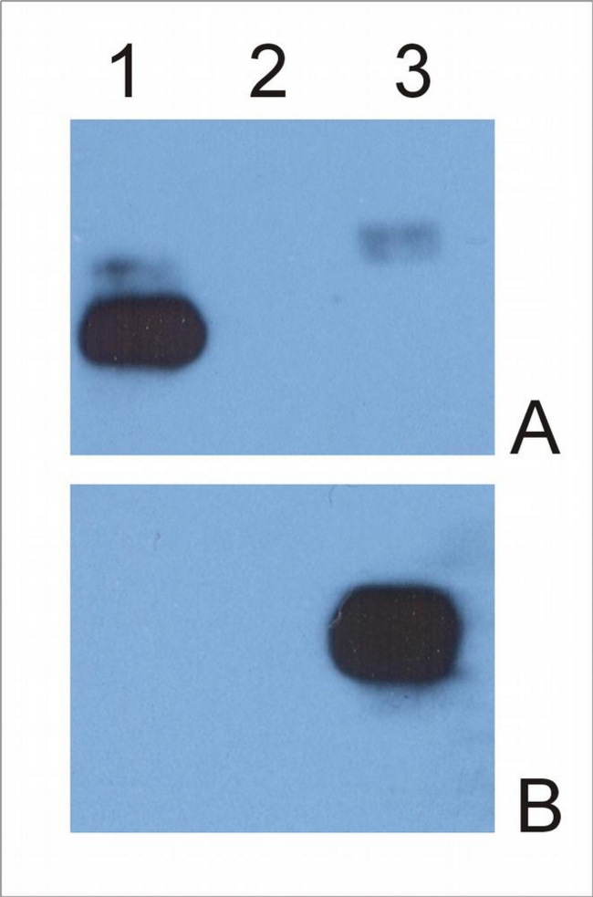 Human IgG Fc Antibody - IgG ? light chain (1), IgG ? light chain (2) and IgG Fc fragment (3) purified from human serum were analysed by Western blotting with MEM-09 antibody against IgG ? light chain (A) and EM-07 antibody against IgG Fc fragment (B).