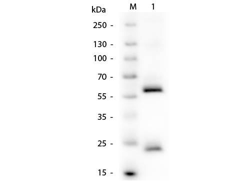 Human IgG Antibody - Western Blot of Human IgG Antibody. M: 3 µL Opal Prestained Ladder (MB-Lane 1: Human IgG. Load: 50 ng per lane. Primary antibody: Human IgG Antibody at 1:1,000 overnight at 4°C. Secondary antibody: Peroxidase conjugated mouse secondary antibody at 1:40,000 for 30 minutes at RT.