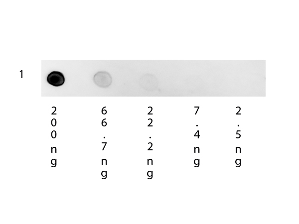 Human IgG Antibody - Dot Blot of Mouse Anti-Human IgG Rhodamine Conjugated Secondary Antibody. Antigen: Human IgG. Load: 3-fold serial dilution starting at 200 ng. Primary antibody: None. Secondary antibody: Rhodamine mouse secondary antibody at 1:1000 for 1H at RT. Block: MB-070 for 1 H at RT. This image was taken for the unconjugated form of this product. Other forms have not been tested.