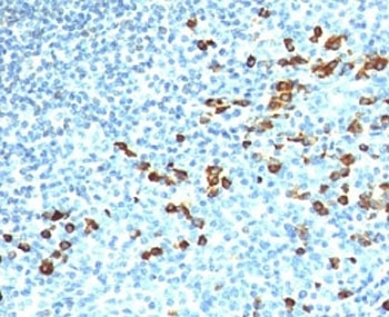 Human IgM Antibody - Formalin-fixed, paraffin-embedded human tonsil stained with anti-IgM antibody (ICO-30).  This image was taken for the unmodified form of this product. Other forms have not been tested.