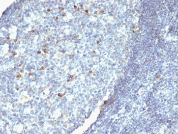 Human IgM Antibody - Formalin-fixed, paraffin-embedded human tonsil stained with anti-IgM antibody (IM260 + IM373 + ICO-30).  This image was taken for the unmodified form of this product. Other forms have not been tested.