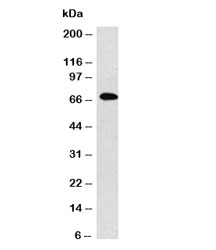 Human IgM Antibody - Western blot analysis of IgM antibody and Raji cell lysate.  This image was taken for the unmodified form of this product. Other forms have not been tested.