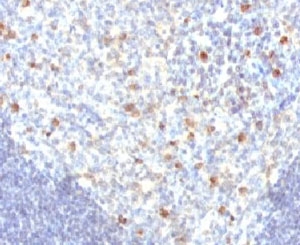 Human IgM Antibody - IHC analysis of FFPE human tonsil tissue and IgM antibody (MuHC2).  This image was taken for the unmodified form of this product. Other forms have not been tested.
