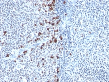 Human Kappa Light Chain Antibody - Formalin-fixed, paraffin-embedded human tonsil stained with Kappa Light Chain antibody (HP6053).  This image was taken for the unmodified form of this product. Other forms have not been tested.