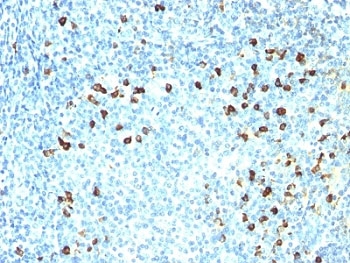 Human Kappa Light Chain Antibody - Formalin-fixed, paraffin-embedded human tonsil stained with anti-Kappa antibody (SPM558).  This image was taken for the unmodified form of this product. Other forms have not been tested.