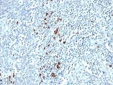 Human Kappa Light Chain Antibody - Formalin-fixed, paraffin-embedded human tonsil stained with Kappa Light Chain antibody (TB28-2).  This image was taken for the unmodified form of this product. Other forms have not been tested.