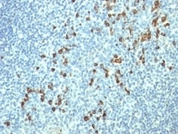 Human Lambda Light Chain Antibody - Formalin-fixed, paraffin-embedded human tonsil stained with Lambda Light Chain antibody (HP6054).  This image was taken for the unmodified form of this product. Other forms have not been tested.