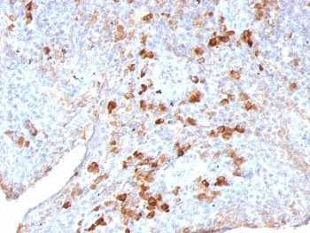 Human Lambda Light Chain Antibody - Formalin-fixed, paraffin-embedded human tonsil stained with Lambda antibody (LAM03).  This image was taken for the unmodified form of this product. Other forms have not been tested.