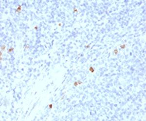 IgG4 Antibody - IHC testing of human tonsil with IgG4 antibody (clone IHCG4-1).