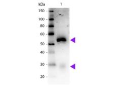 Rabbit IgG Antibody - Western blot of Peroxidase conjugated Mouse Anti-Rabbit IgG Pre-Adsorbed secondary antibody. Lane 1: Rabbit IgG. Lane 2: None. Load: 50 ng per lane. Primary antibody: None. Secondary antibody: Peroxidase mouse secondary antibody at 1:1,000 for 60 min at RT. Predicted/Observed size: 25 & 55 kDa, 25 & 55 kDa for Rabbit IgG. Other band(s): None.