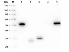 Rabbit IgG Antibody - Western Blot of Anti-Rabbit IgG (H&L) (MOUSE) Antibody (Min X Hu, Gt, Ms Serum Proteins)  Lane M: 3 µl Molecular Ladder. Lane 1: Rabbit IgG whole molecule  Lane 2: Rabbit IgG F(ab) Fragment  Lane 3: Rabbit IgG F(c) Fragment  Lane 4: Rabbit IgM Whole Molecule  Lane 5: Normal Rabbit Serum  All samples were reduced. Load: 50 ng per lane.