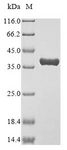 ANXA4 / Annexin IV Protein - (Tris-Glycine gel) Discontinuous SDS-PAGE (reduced) with 5% enrichment gel and 15% separation gel.