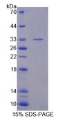 APBA3 / MINT3 Protein - Recombinant Amyloid Beta Precursor Protein Binding Protein A3 By SDS-PAGE