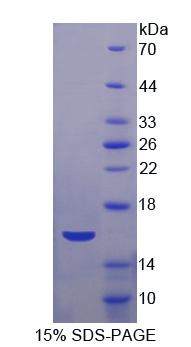 APOA4 Protein - Recombinant Apolipoprotein A4 By SDS-PAGE