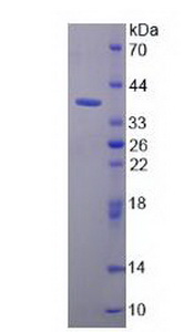 APOC2 / Apolipoprotein C II Protein - Recombinant Apolipoprotein C2 By SDS-PAGE