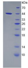 APOC4 / Apolipoprotein CIV Protein - Recombinant Apolipoprotein C4 By SDS-PAGE