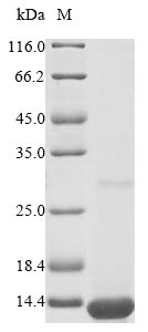 Apolipoprotein C-I Protein - (Tris-Glycine gel) Discontinuous SDS-PAGE (reduced) with 5% enrichment gel and 15% separation gel.
