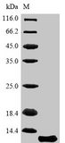 AQP4 / Aquaporin 4 Protein - (Tris-Glycine gel) Discontinuous SDS-PAGE (reduced) with 5% enrichment gel and 15% separation gel.
