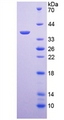 ARG1 / Arginase 1 Protein - Active Arginase (ARG) by SDS-PAGE