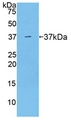 ARG1 / Arginase 1 Protein - Active Arginase (ARG) by WB