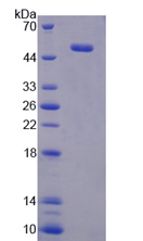 ATF3 Protein - Recombinant Activating Transcription Factor 3 By SDS-PAGE