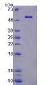 ATF3 Protein - Recombinant Activating Transcription Factor 3 By SDS-PAGE