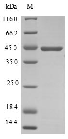 ATOH1 / MATH-1 Protein - (Tris-Glycine gel) Discontinuous SDS-PAGE (reduced) with 5% enrichment gel and 15% separation gel.