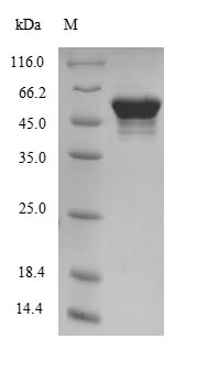 ATP5B / ATP Synthase Beta Protein - (Tris-Glycine gel) Discontinuous SDS-PAGE (reduced) with 5% enrichment gel and 15% separation gel.